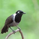 Black-hooded Laughingthrush / Garrulax milleti