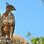 Changeable Hawk-Eagle / Nisaetus cirrhatus