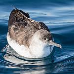 Чернохвостый буревестник / Puffinus opisthomelas