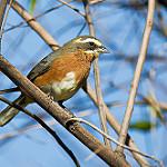 Black-and-chestnut Warbling Finch / Poospiza whitii