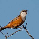 Болотный просяночник / Sporophila palustris