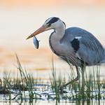 Серая цапля / Ardea cinerea