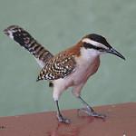 Rufous-backed Wren / Campylorhynchus capistratus