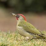 Зелёный дятел / Picus viridis