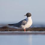 Бонапартова чайка / Chroicocephalus philadelphia