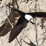 White-backed Swallow / Cheramoeca leucosterna
