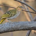 Никаторы / Nicatoridae фото