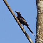 Лесной скворец / Poeoptera lugubris