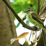 Jamaican Elaenia / Myiopagis cotta