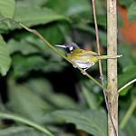 White-eared Tailorbird / Orthotomus cinereiceps