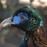 Китайский монал / Lophophorus lhuysii