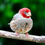 Красноголовый астрильд / Amadina erythrocephala