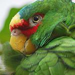 Белолобый амазон / Amazona albifrons