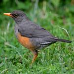 Эфиопский дрозд / Turdus abyssinicus
