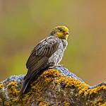 Yellow-rumped Honeyguide / Indicator xanthonotus