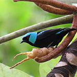 Scarlet-thighed Dacnis / Dacnis venusta