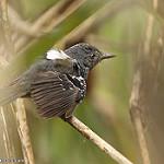Parker's Antbird / Cercomacroides parkeri