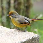Bar-throated Minla / Actinodura strigula