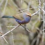 White-browed Tit-warbler / Leptopoecile sophiae