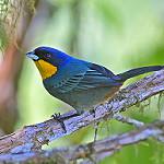 Purplish-mantled Tanager / Iridosornis porphyrocephalus