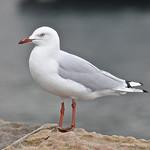 Австралийская чайка / Chroicocephalus novaehollandiae