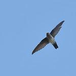 Plume-toed Swiftlet / Collocalia affinis