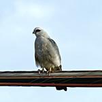 Mississippi Kite / Ictinia mississippiensis