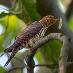 Малая кукушка / Cuculus poliocephalus