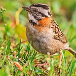Рыжешейная зонотрихия / Zonotrichia capensis