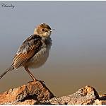 Экваториальная цистикола / Cisticola marginatus
