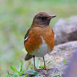 Золотистый дрозд / Turdus chrysolaus