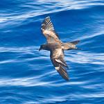 Японская качурка / Hydrobates matsudairae