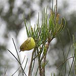 Yellow Thornbill / Acanthiza nana