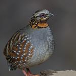 Rufous-throated Partridge / Arborophila rufogularis