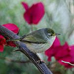Common Jery / Neomixis tenella