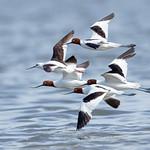 Banded Stilt / Cladorhynchus leucocephalus