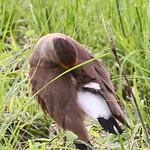 Рыжегрудый чибис / Vanellus superciliosus