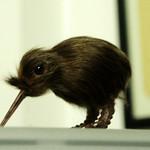 North Island Brown Kiwi / Apteryx mantelli photo call and song