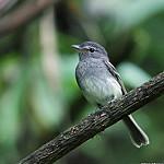 Grey-breasted Flycatcher / Lathrotriccus griseipectus