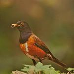 Рюкюйский дрозд / Turdus celaenops