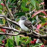 Tumbesian Tyrannulet / Nesotriccus tumbezanus