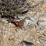 White-throated Earthcreeper / Upucerthia albigula