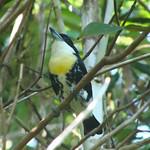 Spot-crowned Barbet / Capito maculicoronatus