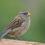 Невзрачный семеноед / Catamenia inornata