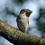 Unadorned Flycatcher / Myiophobus inornatus