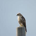 Eastern Buzzard / Buteo japonicus