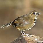 Spot-breasted Laughingthrush / Garrulax merulinus