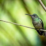 Scaly-breasted Hummingbird / Phaeochroa cuvierii