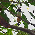 Red-billed Helmetshrike / Prionops caniceps
