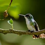 Andean Emerald / Uranomitra franciae